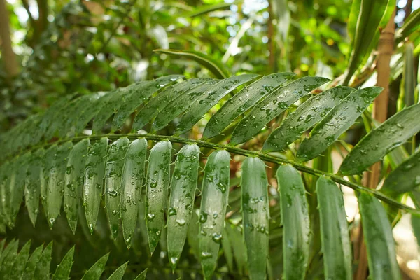 Green Tropical Plants Jungle Garden Close Leaves Close — Stok fotoğraf