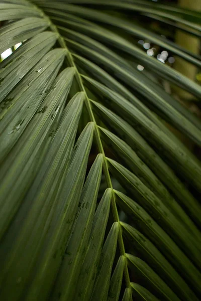 Зелене Листя Рослини Monstera Росте Дикій Природі Рослина Тропічних Лісів — стокове фото