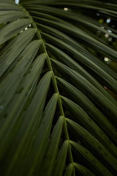 Zelené Listy Rostliny Monstera Rostoucí Volné Přírodě Tropické Lesní Rostliny — Stock fotografie