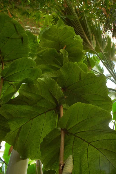 Polygonaceae Coccoloba Pubescens Plant Flower Growing Dublin Ireland — Stok fotoğraf