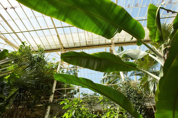 Dublin, İrlanda 'da bitki ve çiçeklerin yetiştiği Botanik Bahçesi.