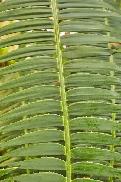 Zielone Tropikalne Rośliny Ogrodzie Dżungli Zbliżenie Liści Zamknij Się — Zdjęcie stockowe
