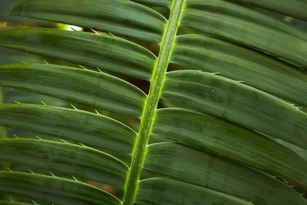 Zelené Tropické Rostliny Džungli Zahrada Zavřít Listí Zavřít — Stock fotografie
