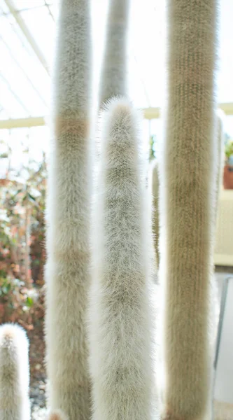 Cleistocactus Strausii Plant Flower Growing Dublin Ireland — 图库照片