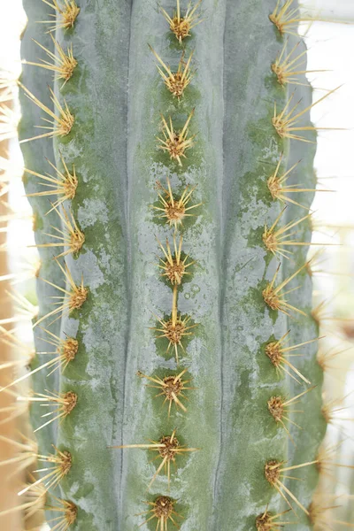Μακρο Ενός Κάκτου Saguaro Αιχμηρά Αγκάθια Και Areole Κοντινό Πλάνο — Φωτογραφία Αρχείου