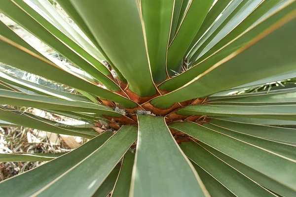 Yucca Planta Flor Crescendo Dublin Irlanda — Fotografia de Stock