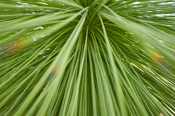 Close Plant Leaves Growing Dublin Ireland Plant Flower Growing Dublin — Stockfoto