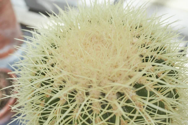 Echinocactus Grusonii White Form Plant Flower Growing Dublin Ireland — ストック写真