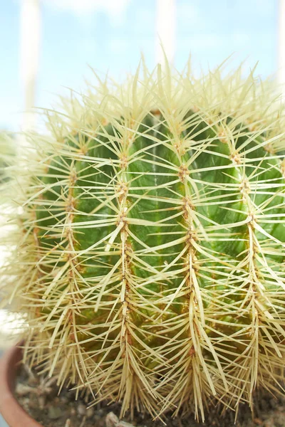 Echinocactus Grusonii White Form Plant Flower Growing Dublin Ireland — ストック写真