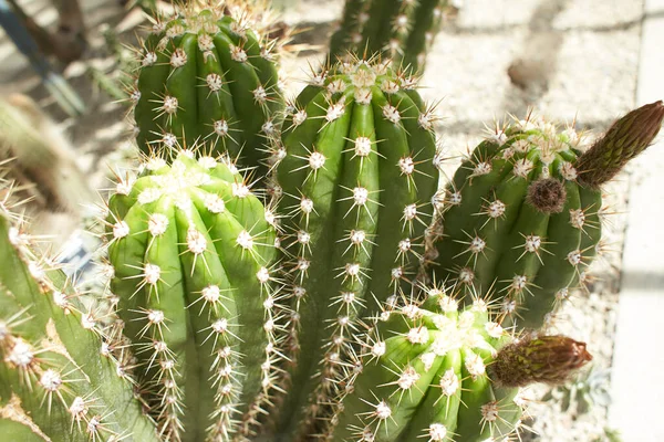 Cactus Gymno Gymnocalycium Cactus Flowers Cactus Garden Many Size Colors — Stock Photo, Image