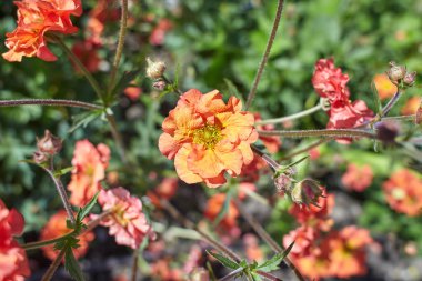 İrlanda, Dublin 'de yetişen Kızıl Geum Fırtınası çiçekleri.