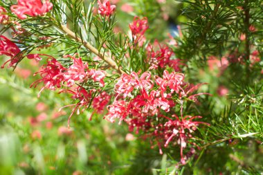 A Rosemary grevillea bush with small red flowers growing in a garden. Grevillea rosmarinifolia. Grevillea rosmarinifolia (rosemary grevillea), red flowers on tree branch