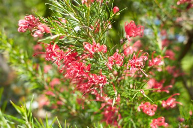 A Rosemary grevillea bush with small red flowers growing in a garden. Grevillea rosmarinifolia. Grevillea rosmarinifolia (rosemary grevillea), red flowers on tree branch