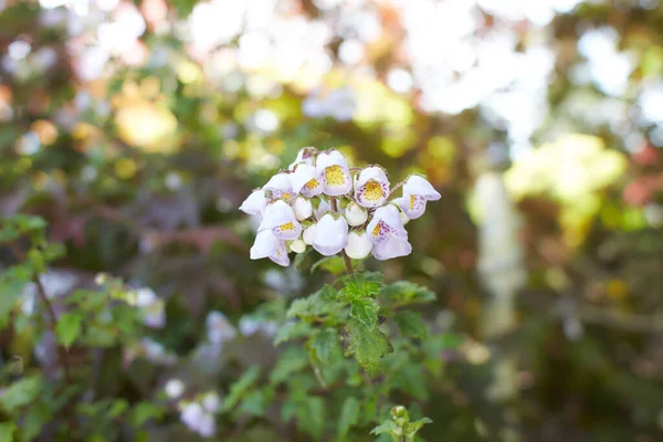 Beautiful Bell Shaped Flowers Growing Dublin Ireland — Stock Photo, Image