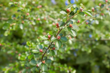 İrlanda, Dublin 'de yetişen Hawthorn Berry çiçekleri.