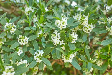 İrlanda, Dublin 'de çiçekler yetişiyor.