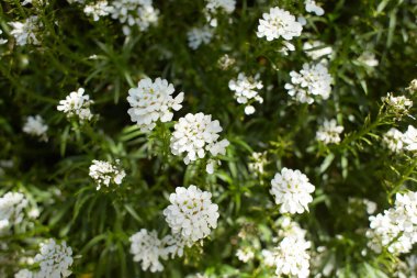 İlkbaharda açan şekerleme, İberis.