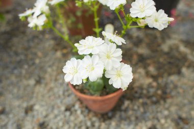 Lewisia cotyledon Alba çiçeği saksıda yetişiyor.