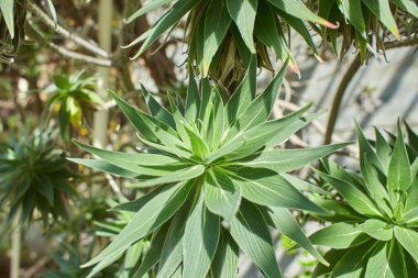 Madeira 'nın gururu, sonsuza kadar yeşil kalacak, bahçeye yakın.