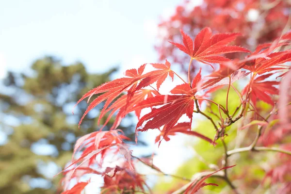 Close up of red maple tree. Red maple leaf with a textured stone background.