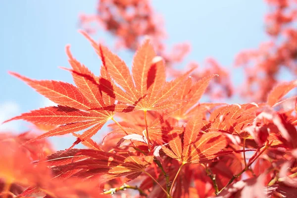 Close up of red maple tree. Red maple leaf with a textured stone background.