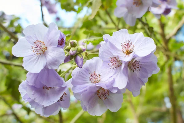 Violet Abutilon Vitifolium Ростуть Дубліні Ірландія — стокове фото