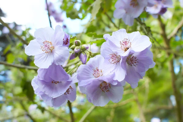 Violet Abutilon Vitifolium Flowers Growing Dublin Ireland — Stock Photo, Image
