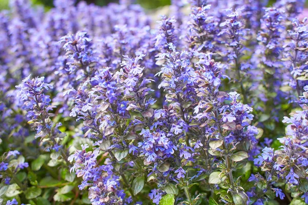 Fleurs Violettes Bugleweed Tapis Ajuga Reptans Des Plantes Clairon Bleu — Photo