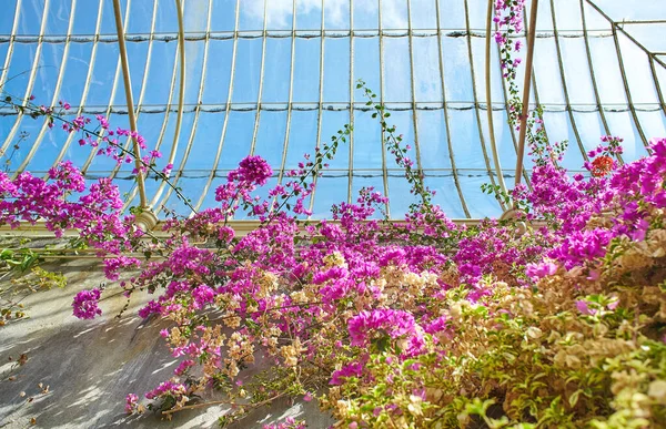 Botanical Garden Plants Flowers Growing Dublin Ireland — ストック写真