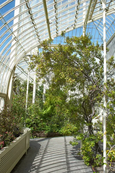 Jardín Botánico Con Plantas Flores Creciendo Dublín Irlanda — Foto de Stock