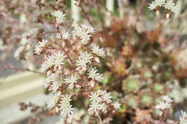 Sempervivum Leucanthum Flowers Growing Dublin Ireland — Stock fotografie