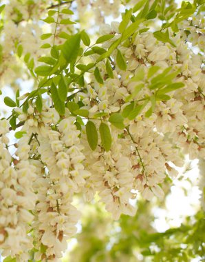 Akasya ağacı baharda çiçek açıyor. Yeşil arka planı olan çiçek dalları. Beyaz akasya çiçekleri, güneşli bir gün. Bol çiçeklenme var. Yumuşak kokulu bal için nektar kaynağı.