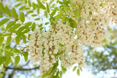 Akasya ağacı baharda çiçek açıyor. Yeşil arka planı olan çiçek dalları. Beyaz akasya çiçekleri, güneşli bir gün. Bol çiçeklenme var. Yumuşak kokulu bal için nektar kaynağı.