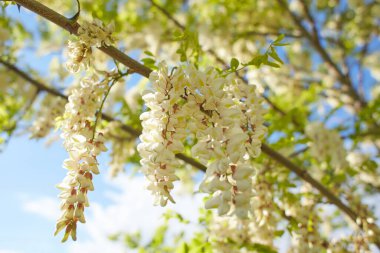 Akasya ağacı baharda çiçek açıyor. Yeşil arka planı olan çiçek dalları. Beyaz akasya çiçekleri, güneşli bir gün. Bol çiçeklenme var. Yumuşak kokulu bal için nektar kaynağı.