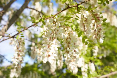 Akasya ağacı baharda çiçek açıyor. Yeşil arka planı olan çiçek dalları. Beyaz akasya çiçekleri, güneşli bir gün. Bol çiçeklenme var. Yumuşak kokulu bal için nektar kaynağı.