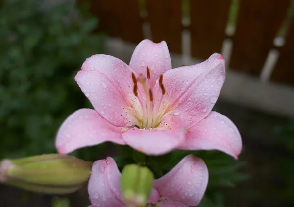 Sizzling pink asiatic lily, a botanical beauty, isolated in a garden. Lily at the cottage in the garden. Close-up.