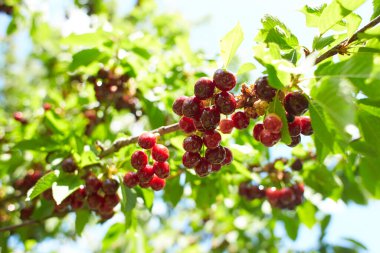 Olgun koyu kırmızı kirazların yakın plan görüntüsü. Arka planda bulanık kiraz ağacı dalında asılı.