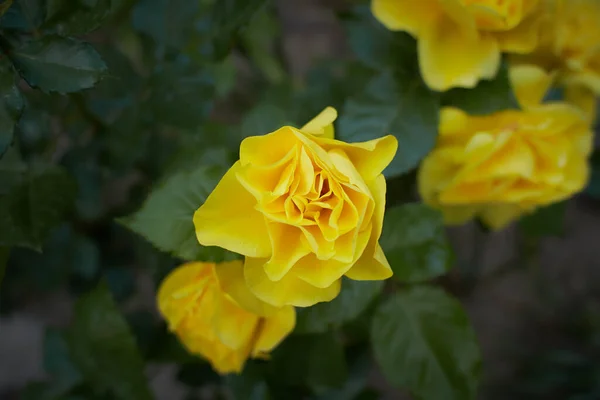 Eine Rose Knopf Mit Gelber Farbe Tagesschießen Draußen Und Ohne — Stockfoto