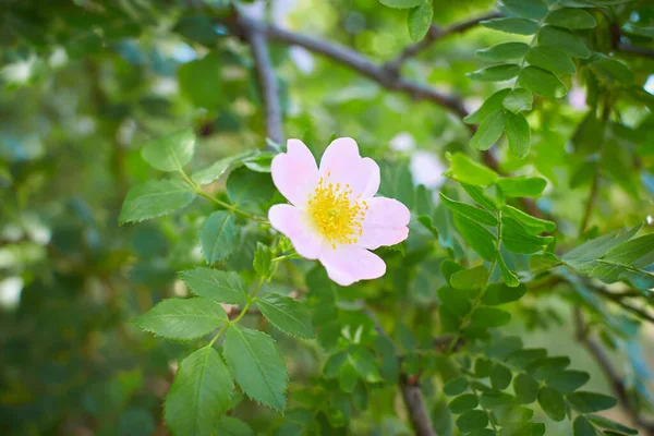 Дика Рожева Троянда Стегно Лісі — стокове фото