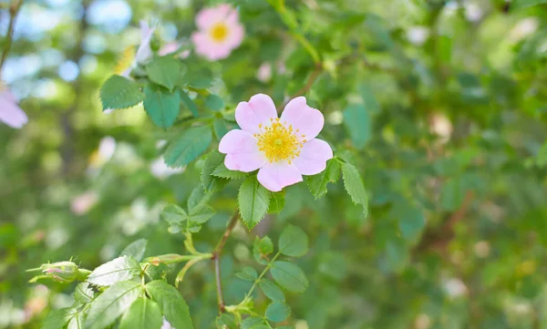 Rosa Selvagem Rosa Quadril Floresta — Fotografia de Stock