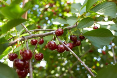 Closeup of ripe dark red sour cherries hanging on sour cherry tree branch with blurred background. Sour cherry tree (Prunus cerasus) in the garden.