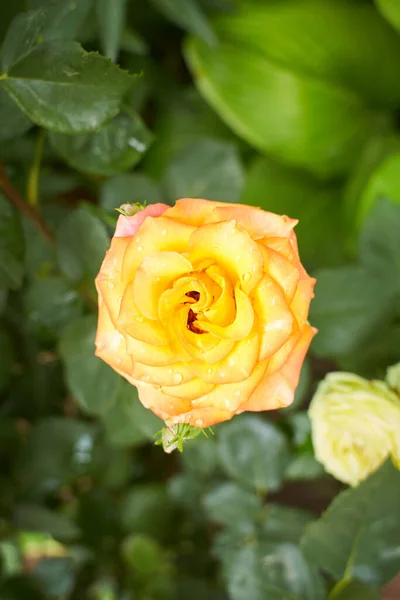 Eine Rose Knopf Mit Gelber Farbe Tagesschießen Draußen Und Ohne — Stockfoto