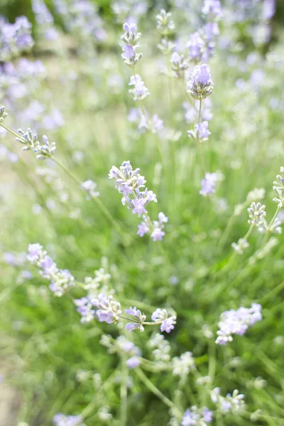Blooming Japanese Lavender Flowers Close Green Summer Garden — Photo