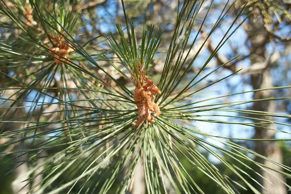 Pino Monterrey Pinus Radiata Paisaje Bosque Avoca Garden Irlanda — Foto de Stock