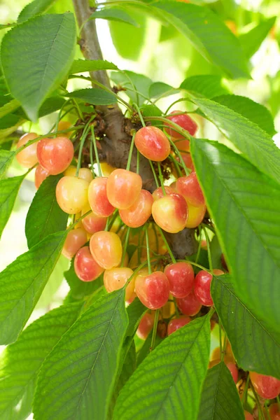 Baies Mûres Jaune Rouge Cerises Douces Mûrissent Sur Une Branche — Photo