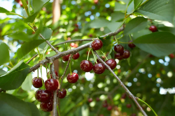 Closeup of ripe dark red sour cherries hanging on sour cherry tree branch with blurred background. Sour cherry tree (Prunus cerasus) in the garden.