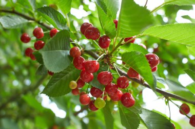 Closeup of ripe dark red sour cherries hanging on sour cherry tree branch with blurred background. Sour cherry tree (Prunus cerasus) in the garden.