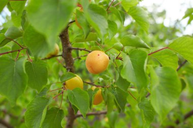 Olgun organik kayısı kayısı ağaçta asılı. Yakın çekim.