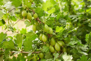 Bahçedeki Bektaşi üzümü çalısı, meyvelerin meyveleri bir dalda yetişir..