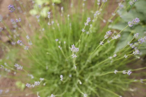 Квітучі Японські Квіти Лаванди Крупним Планом Зеленому Літньому Саду — стокове фото